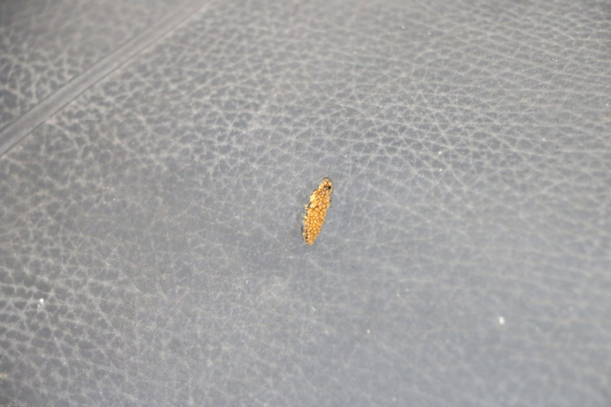 photo de ASIENTO PIAGGIO TYPHOON 80 (1994 - 1997) - Zoom estado de uso